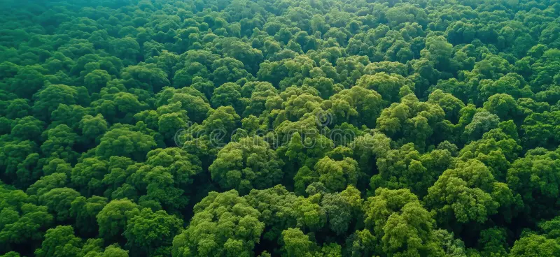 Lush green forest ecosystem